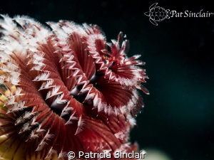 Christmas Tree Worms are my favorite subject.  You have t... by Patricia Sinclair 